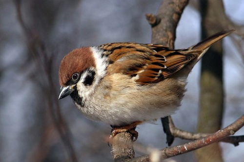 0200i4at-0d70-500x331.png
