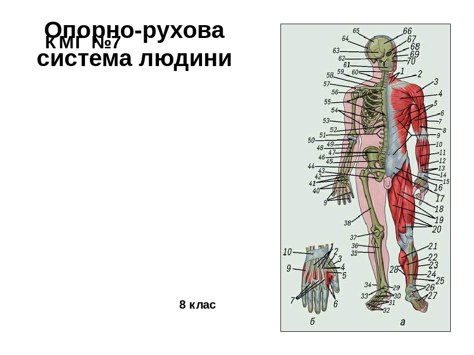 Структура кузова ока