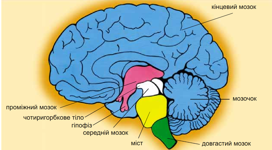 Головной мозг. Строение головного мозга. Будова головного мозку. Частинами головного мозку.. Древние отделы мозга человека