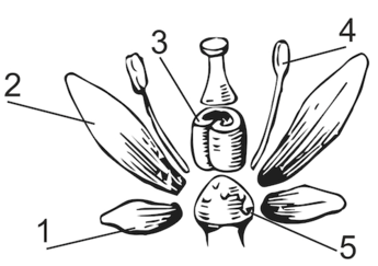 0200i59l-af6f-345x243.png