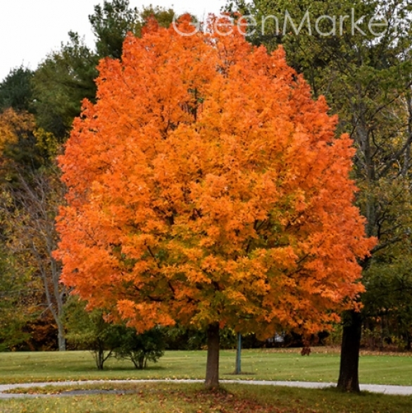 0200i643-01bb.jpg