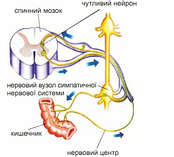 Составь верную схему функционального деления нервной системы человека установи какими цифрами