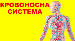 (Копія) Яке значення має кровоносна система