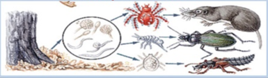 0200icuz-5160-385x113.png