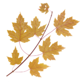 0200id4o-5a65-165x165.png
