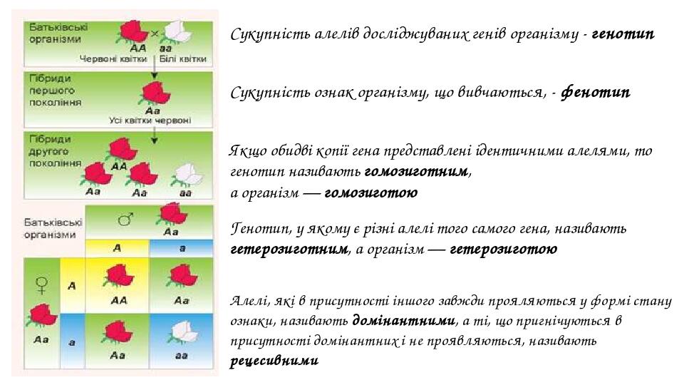Презентація "Генетика як наука. Генотип та фенотип. Алелі ...