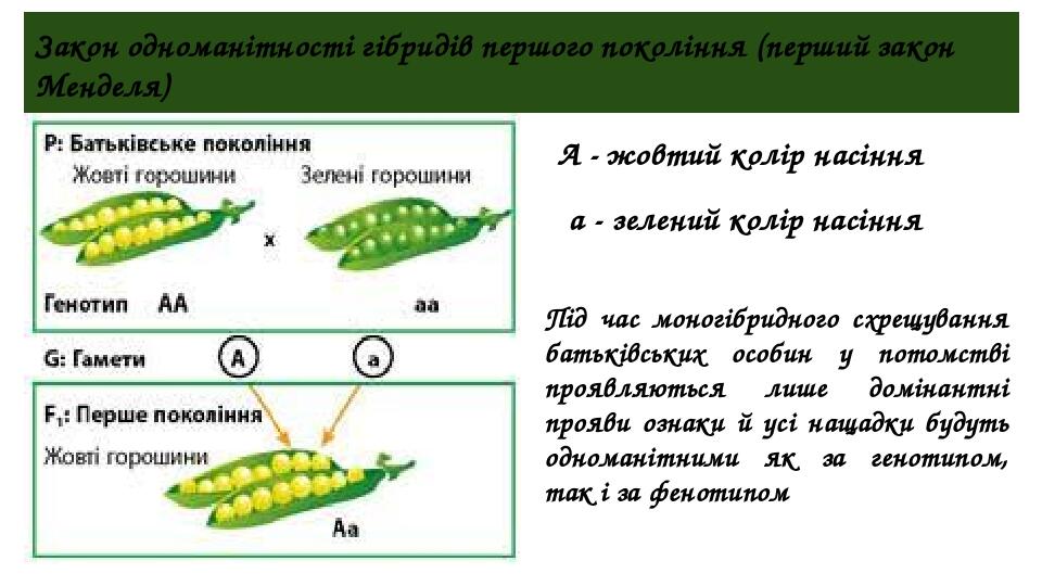 Законы менделя презентация 10 класс