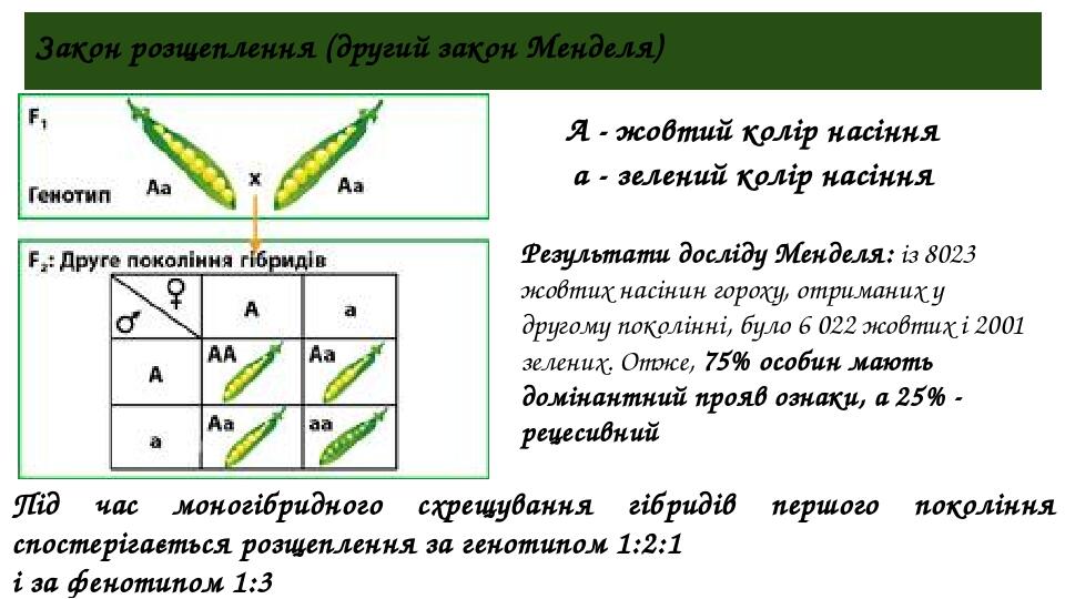 Презентация законы менделя 10 класс биология