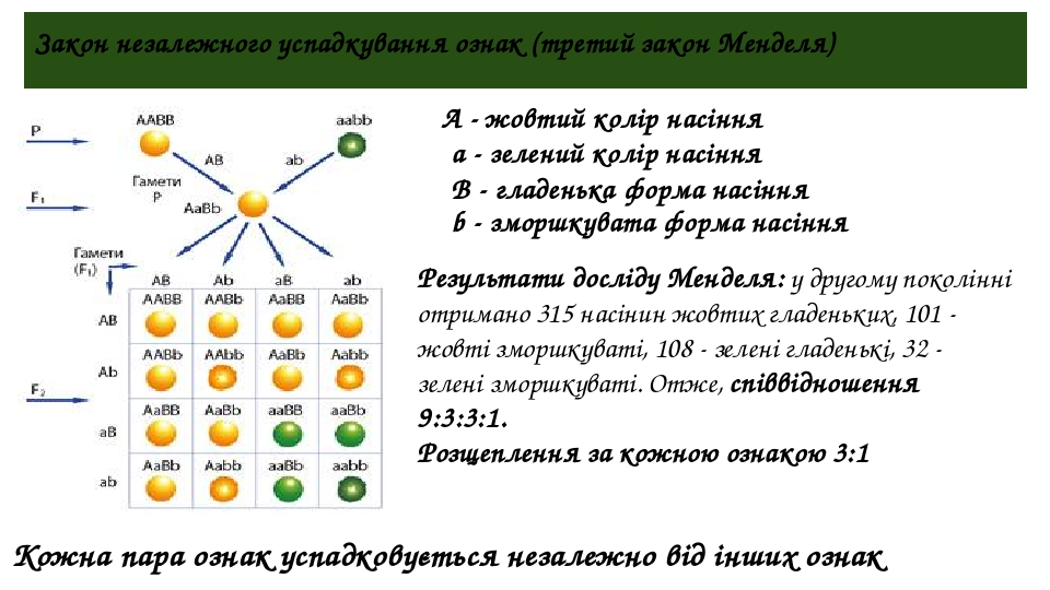 3 закон менделя схема