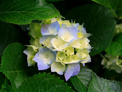 0200iher-4e38-245x184.jpg