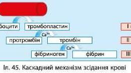  Зсідання крові.