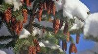 Презентація "Seasons and weather"