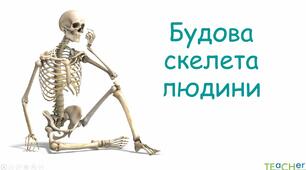 Опорно-рухова система. Скелет