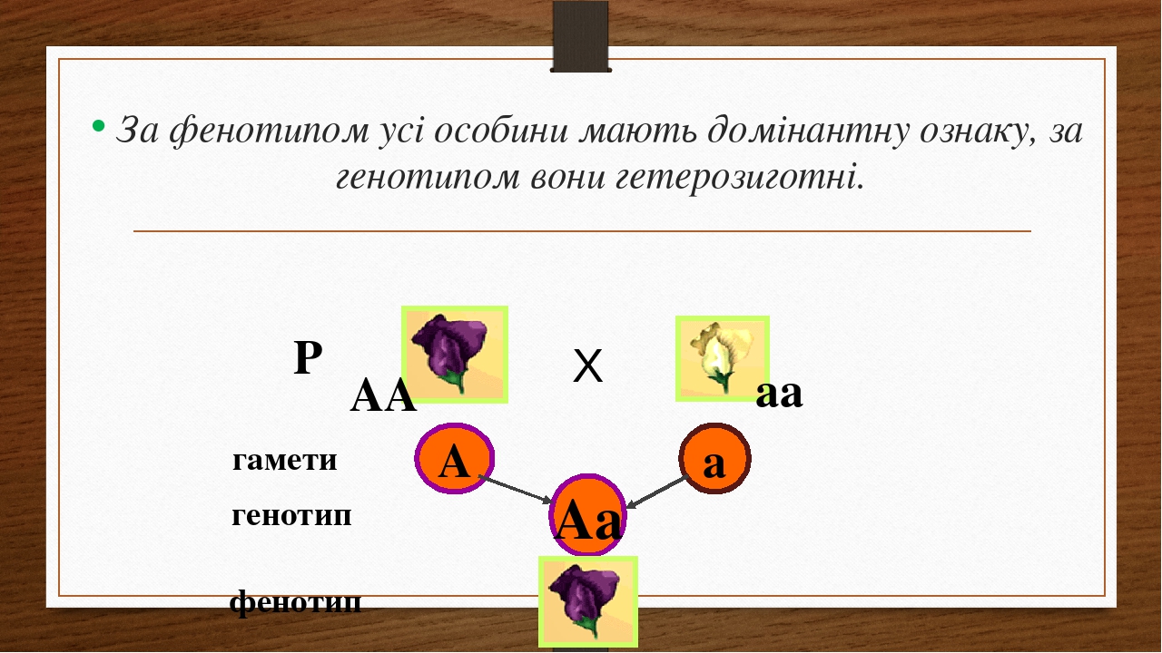 Определите какую генетическую закономерность иллюстрирует данная схема р аа х аа