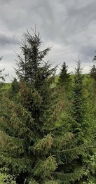 0200ik3v-8551-137x262.jpg