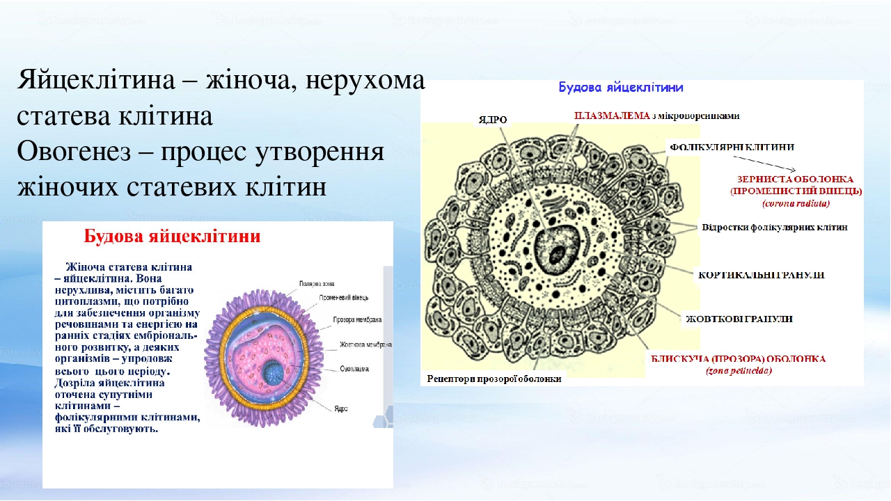 Овогенез схема егэ