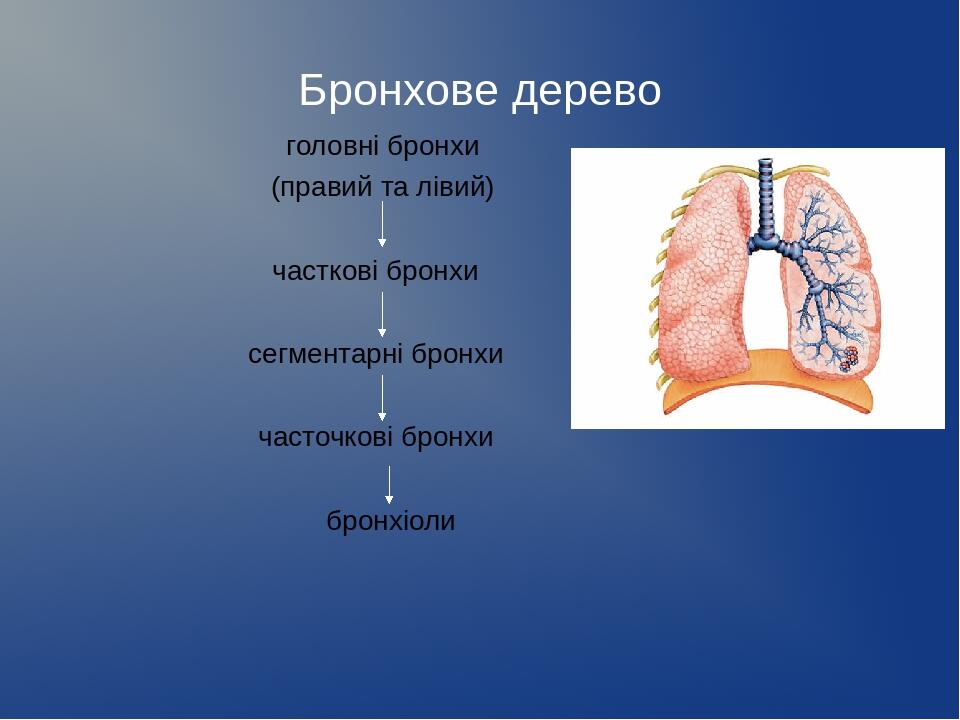 Бронхи фото на человеке