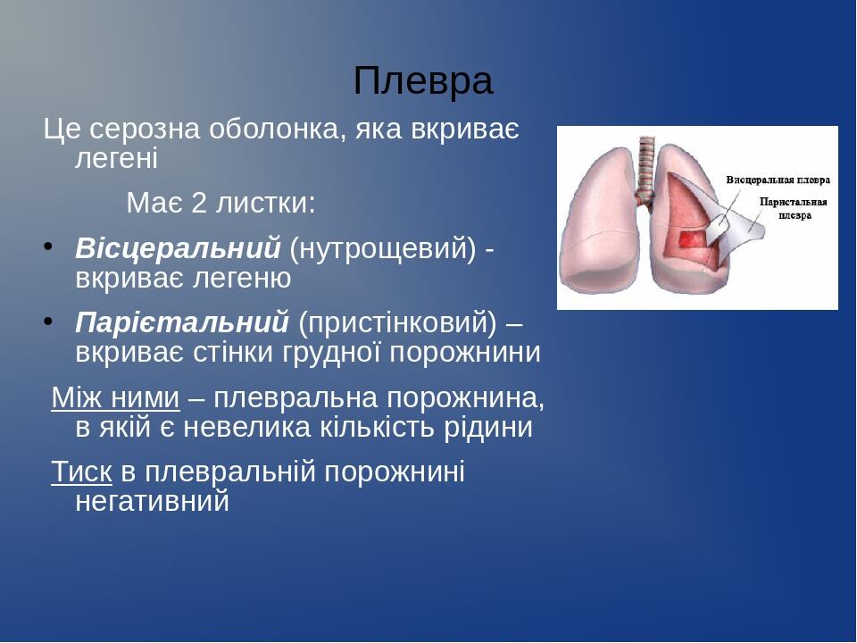 Костальная плевра фото