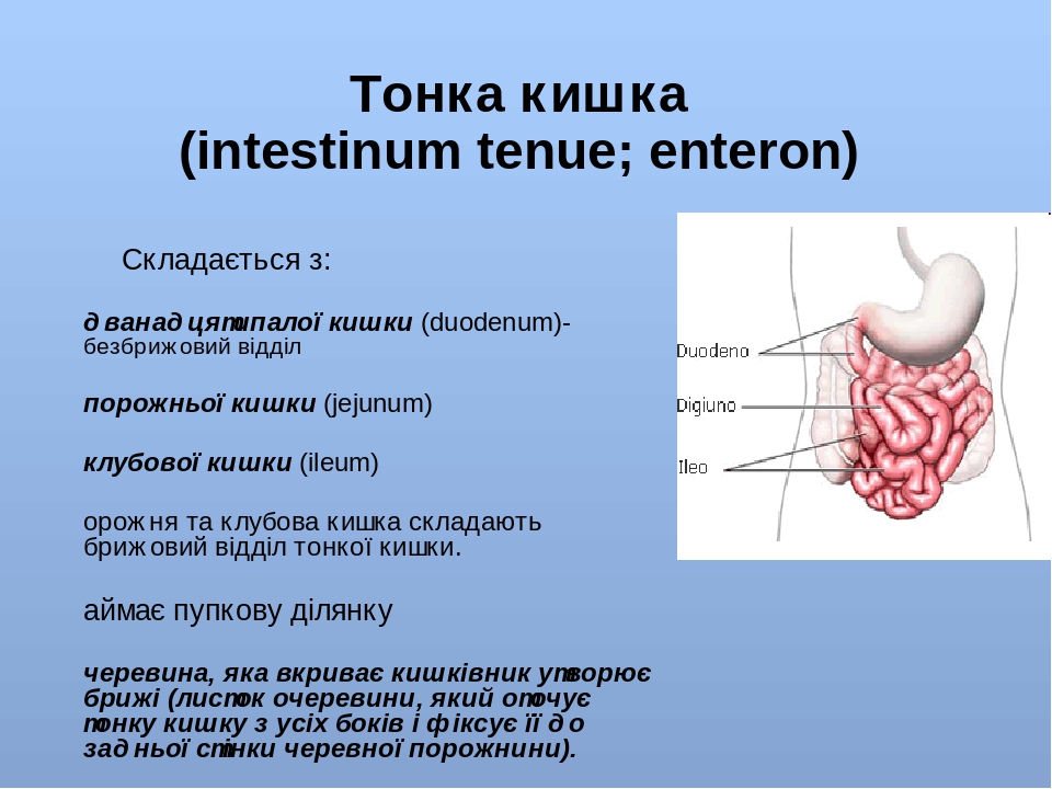 Заболевания прямой кишки презентация