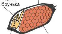 Запліднення, насінина