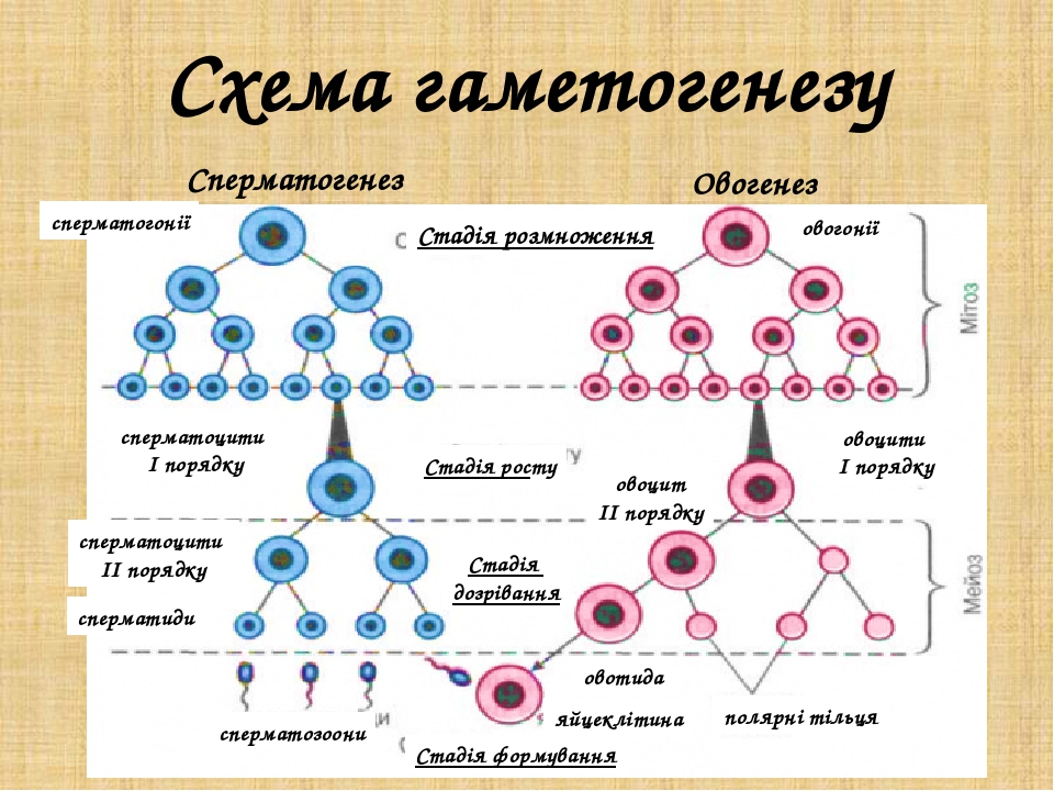 Сперматогенез и овогенез схема