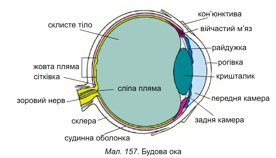 Око 8. Будова Ока. Очне яблуко будова. Зовнішня оболонка Ока.