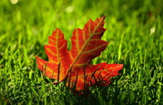 0200j0pl-29cd-230x148.png