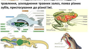 Особливості будови травної системи тварин
