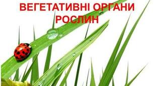 Вегетативні органи рослин