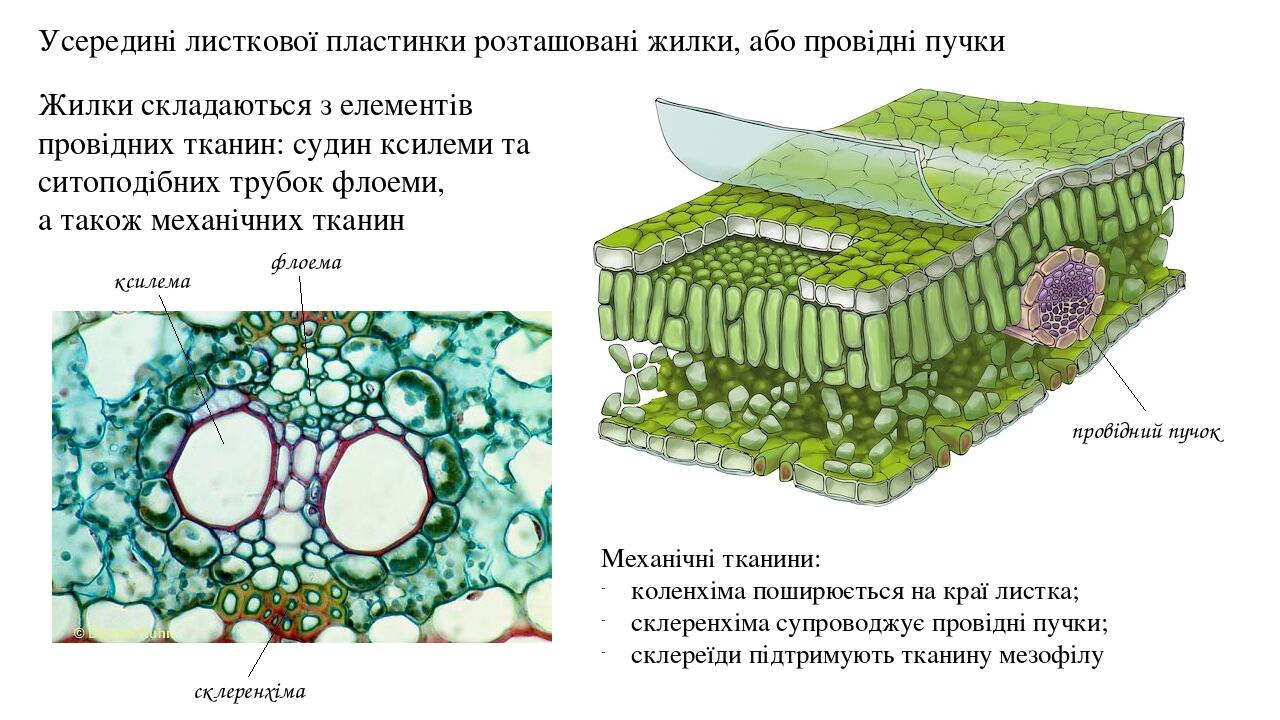 Камрад листков фото