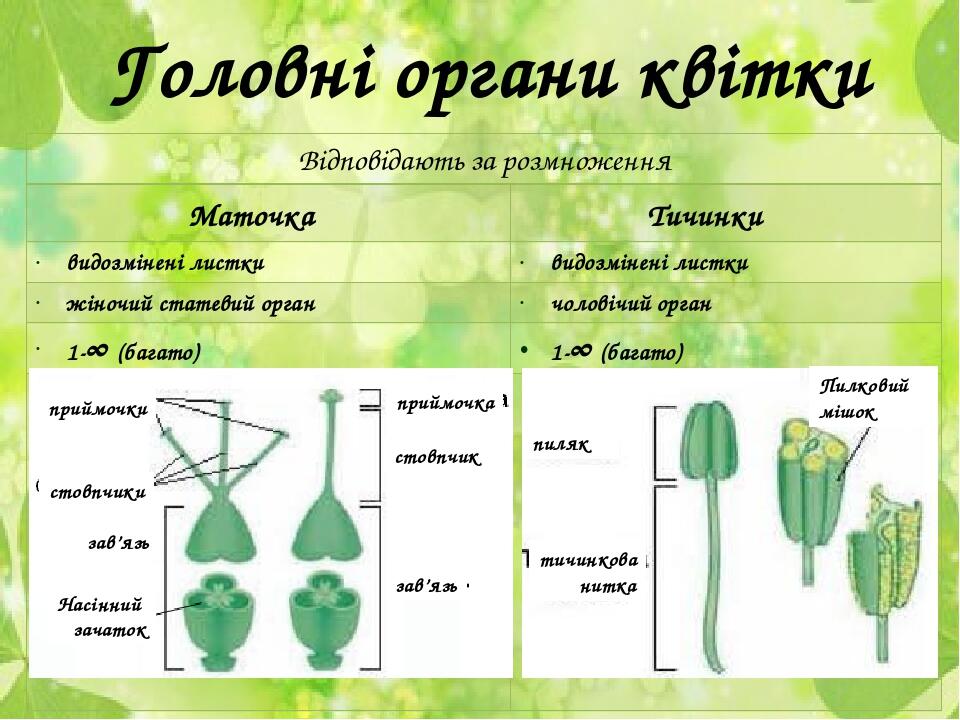 Конспект урока простейшие. Видозміни листків. Реферат конспект. Горох має видозміни листків.