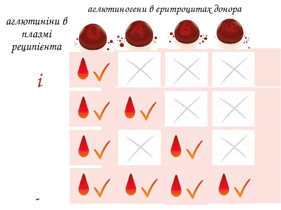 Групи крові. Переливання крові. | Конспект. Біологія