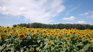 Екосистеми,  їх властивості і характеристики