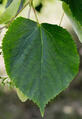 0200jf92-db49-82x119.jpg