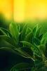0200jfoq-222a-67x101.jpg