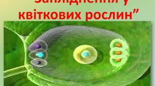 Запліднення у   квіткових рослин