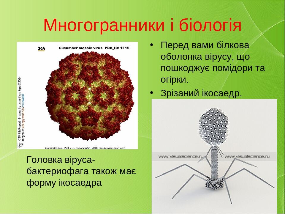 Нераскрытая головка фото