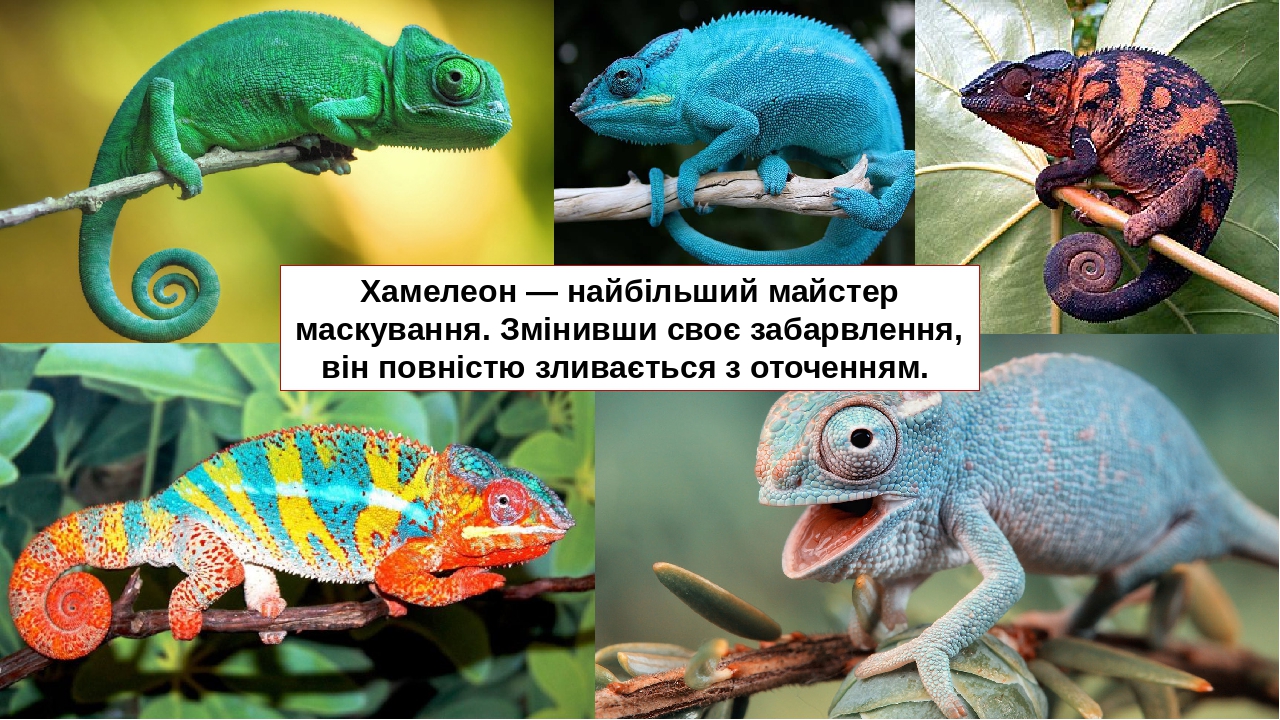 что такое хамелеонство