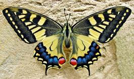 0200jxl5-01f6-265x156.jpg