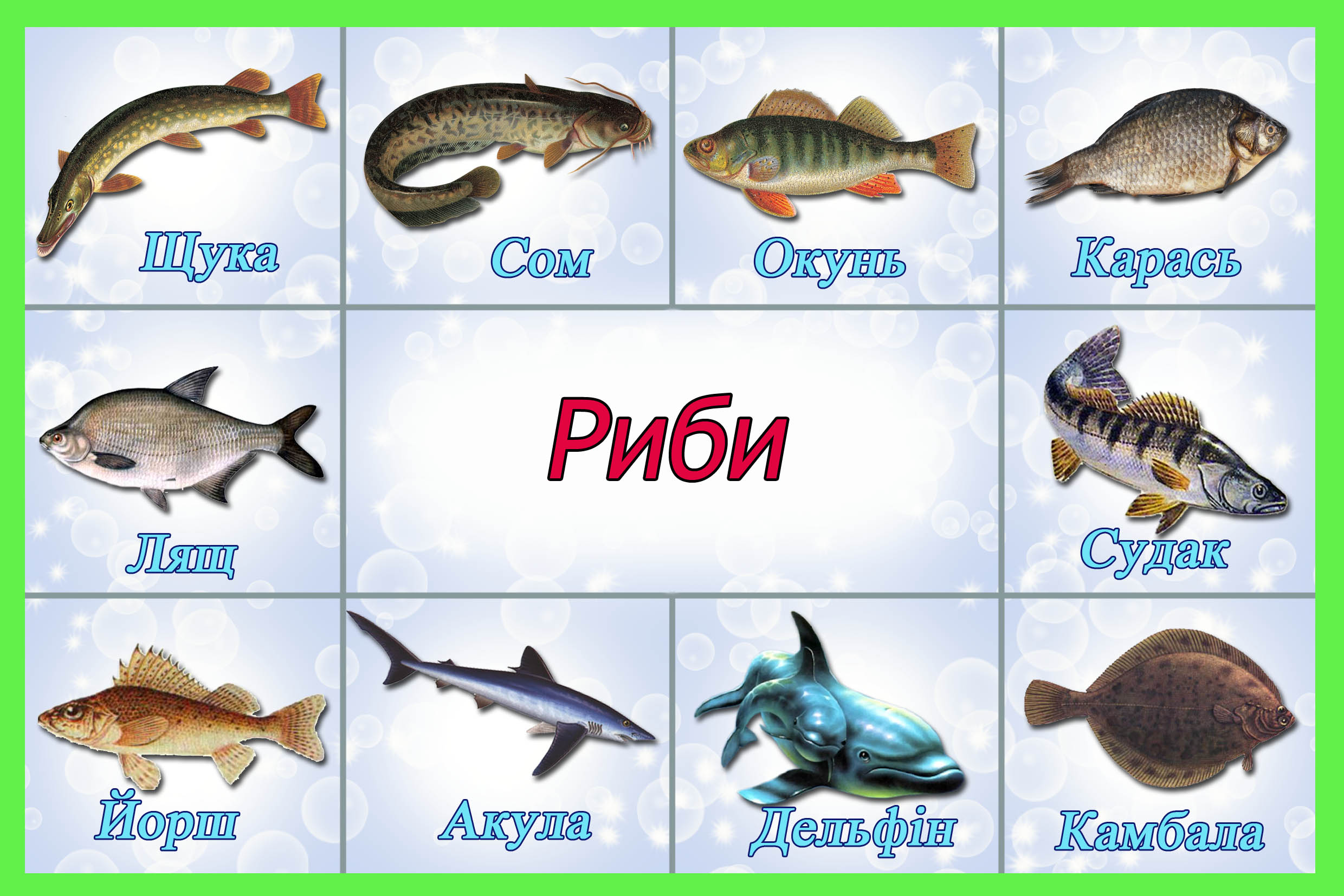 Рыбы 10 класс. Карточки рыбы для детей. Морские рыбы с названиями для детей. Рыбы карточки для детей дошкольного возраста. Рыбки для детей с названиями.