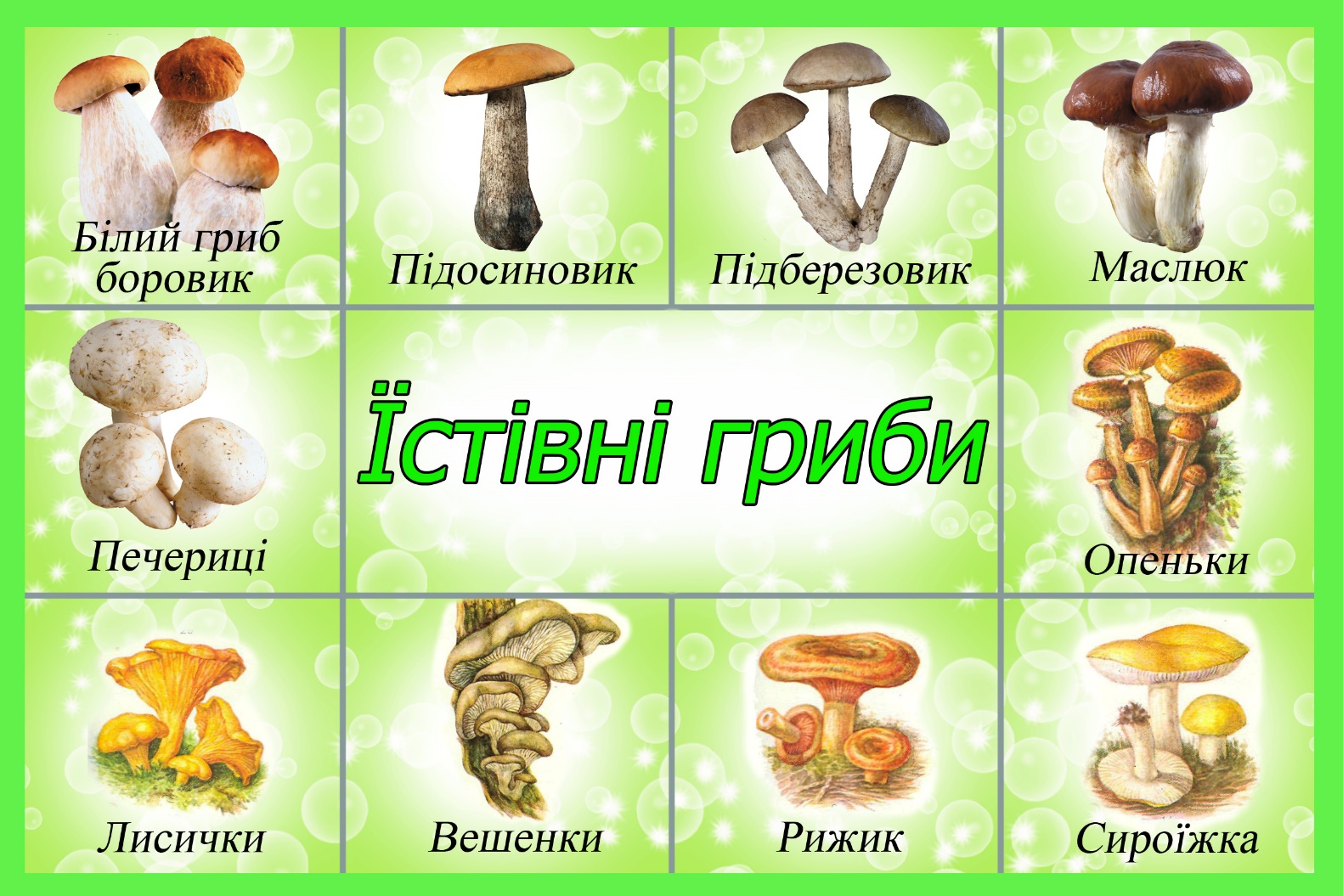 Ядовитые и съедобные грибы для детей