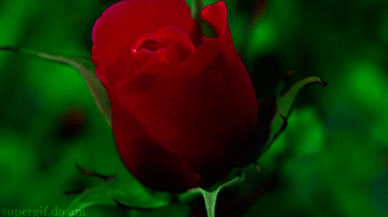 0200ka3l-4231-427x239.gif