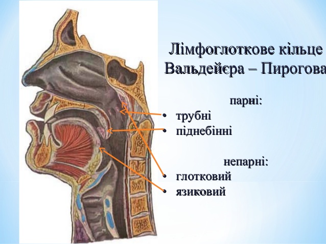 Анатомия ротоглотки в картинках