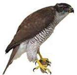 0200kjwx-bc6a-157x153.png