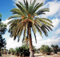 0200klbg-b9f0-204x194.png