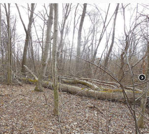 0200klwl-cf06-303x273.png