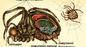 Презентація до уроку у 7 класі на тему: "Павукоподібні"