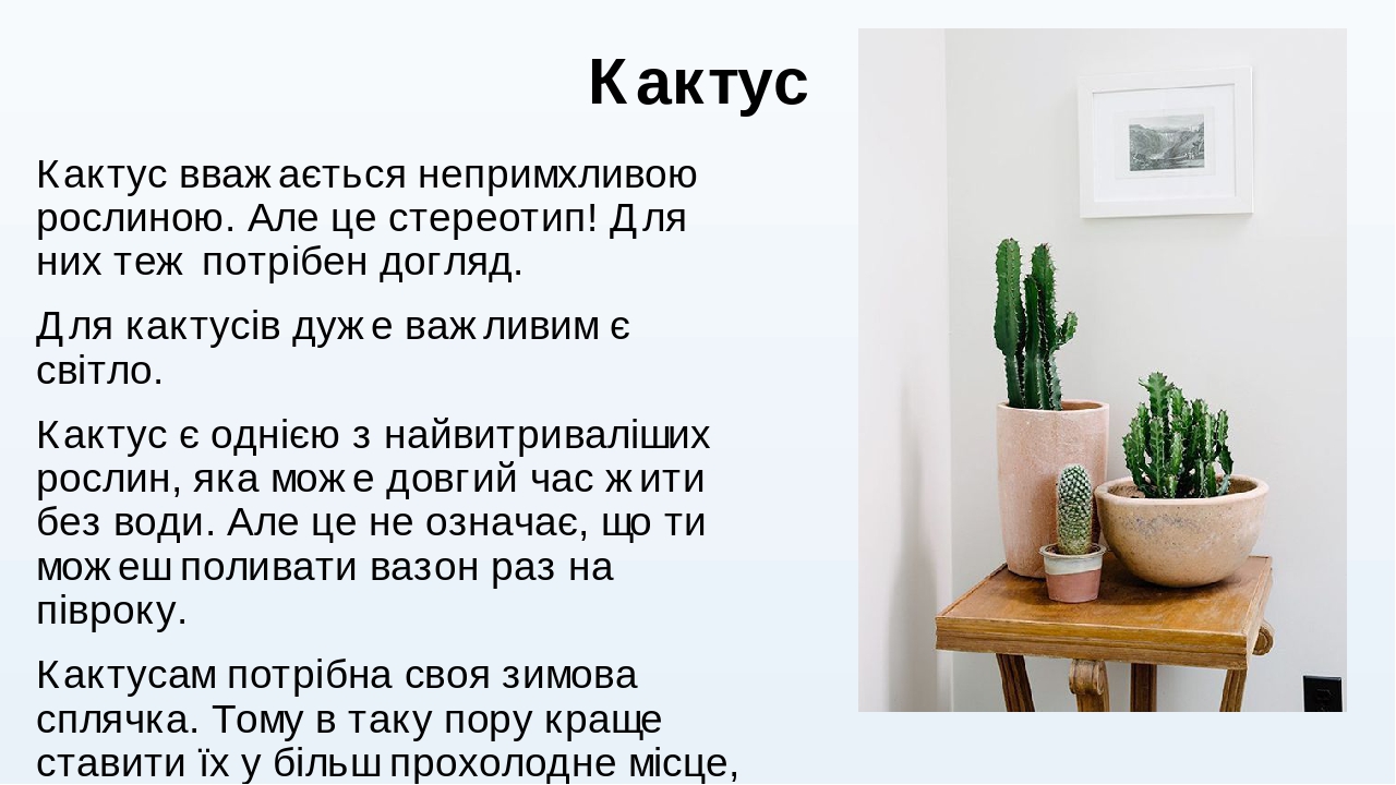 Проект про кактус