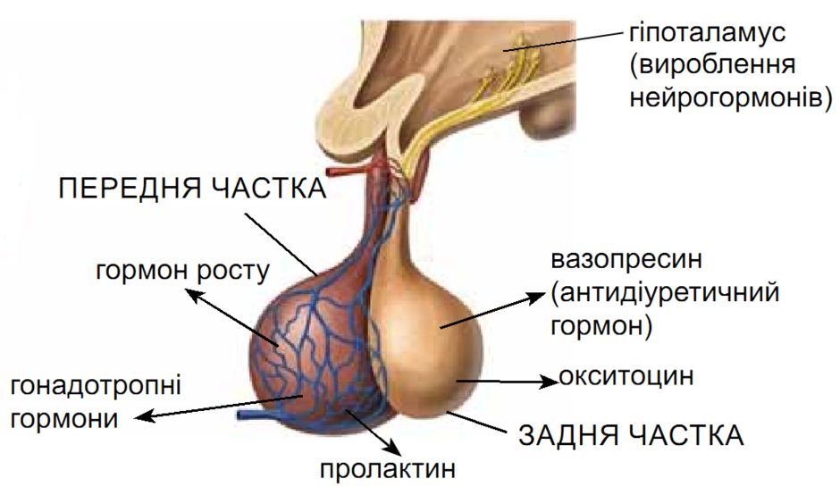 0200ksis-a9c5-940x564.png
