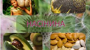 Презентація на тему " Насінина "